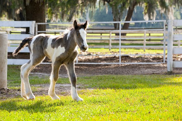 gypsy horse