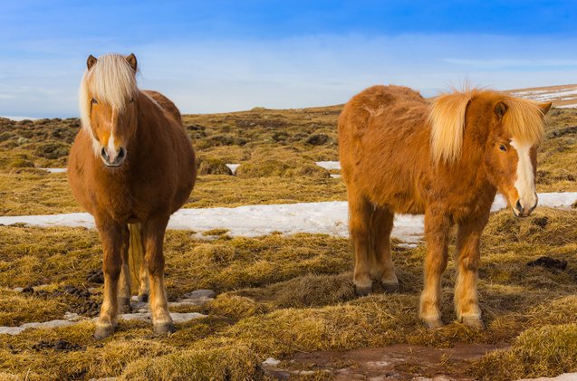 icelandic horse