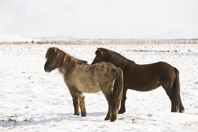 icelandic horse