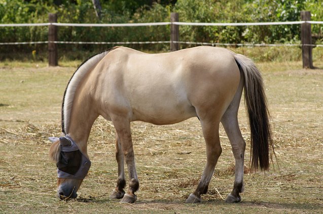 fjord horse