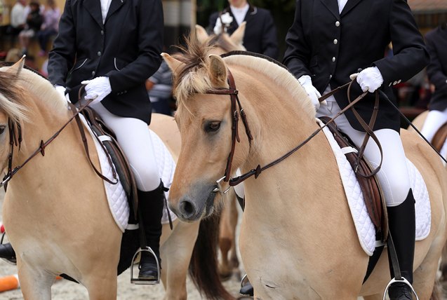 fjord horse