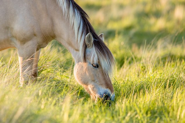 fjord horse