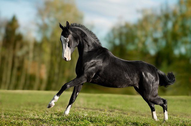 akhal teke horse