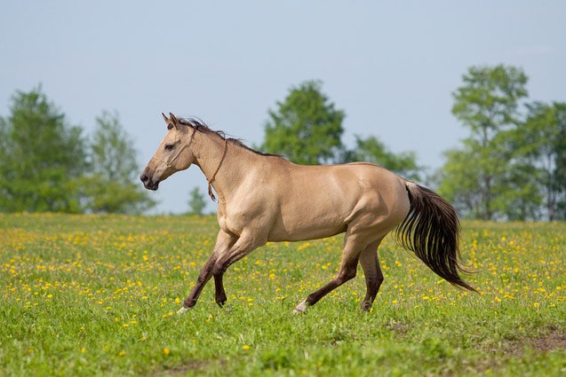 akhal teke horse