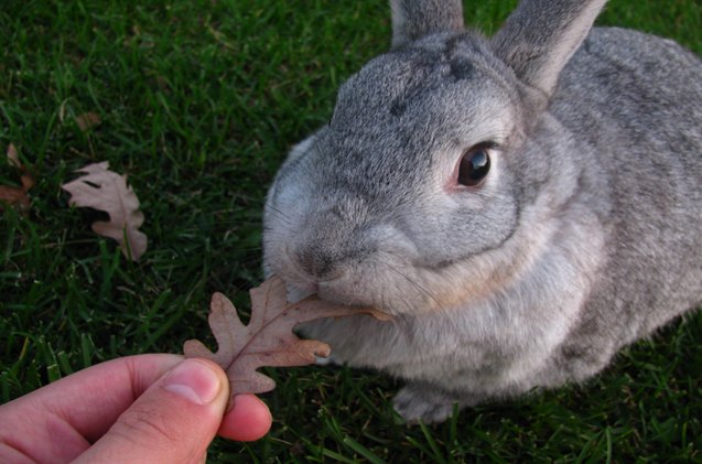 giant chinchilla rabbit