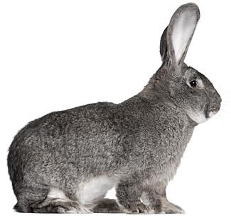 giant chinchilla rabbit