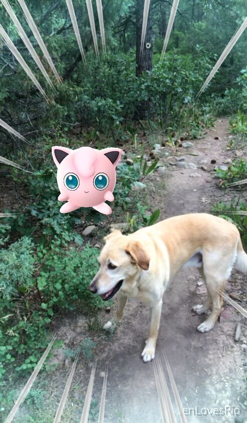 10 pokmon go tips for your pokdog walk