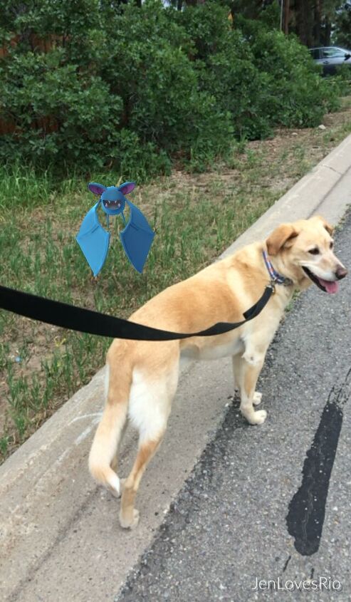 10 pokmon go tips for your pokdog walk