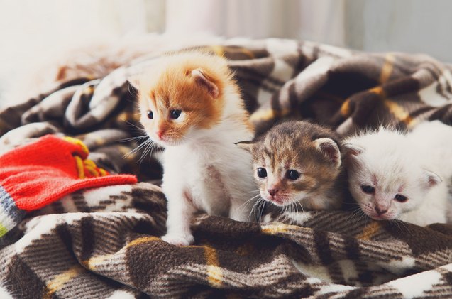 common health issues in kittens