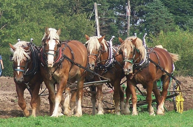 belgian horse