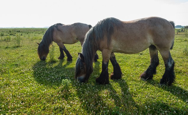 belgian horse