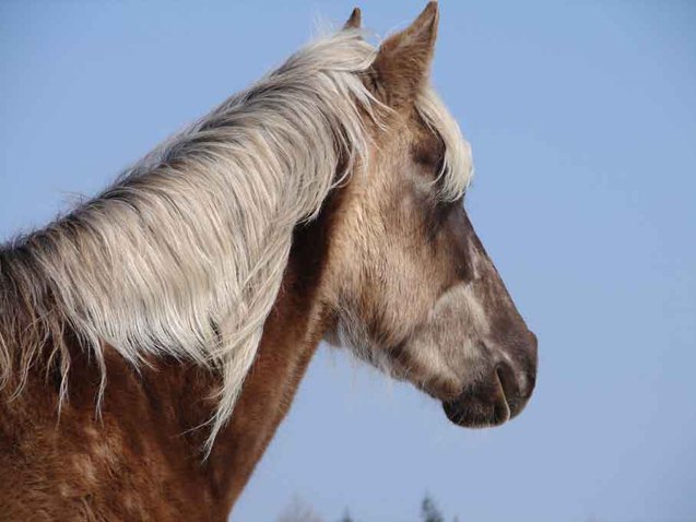 rocky mountain horse