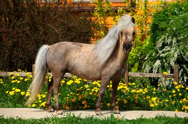 falabella miniature horse