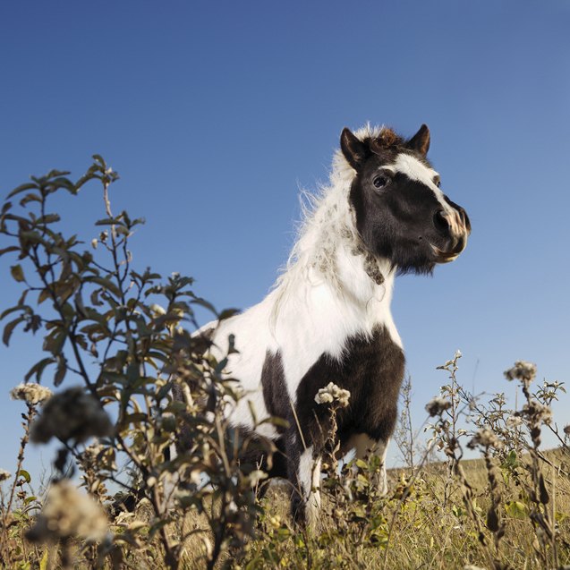 falabella miniature horse