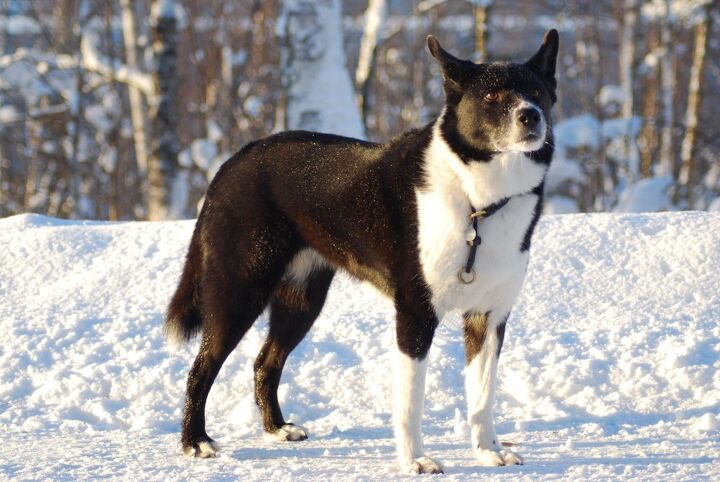 karelian bear dog