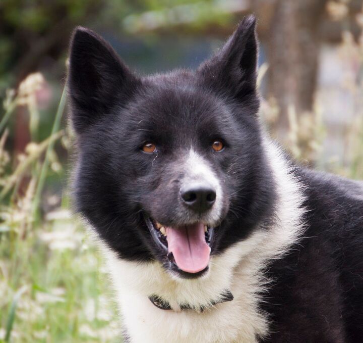 karelian bear dog