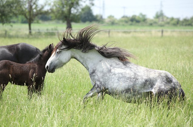 fell pony