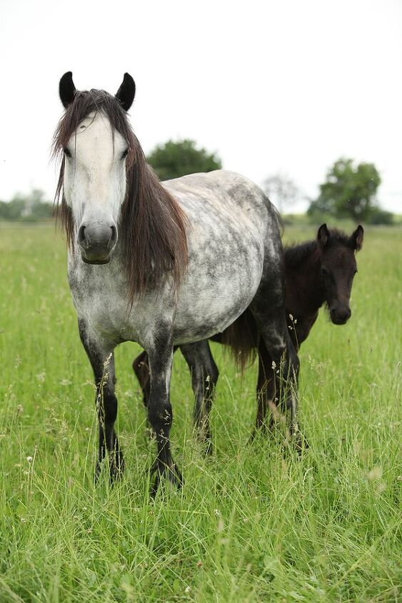 fell pony