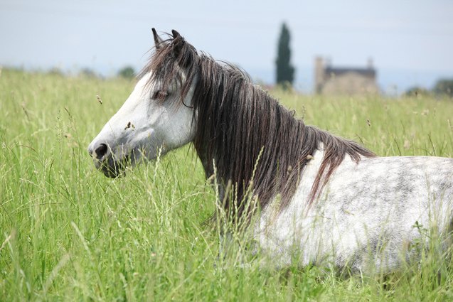 fell pony