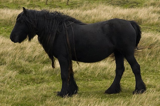 dales pony