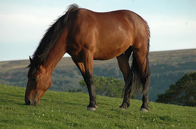 cleveland bay horse