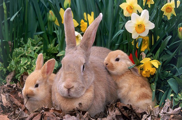 palomino rabbit