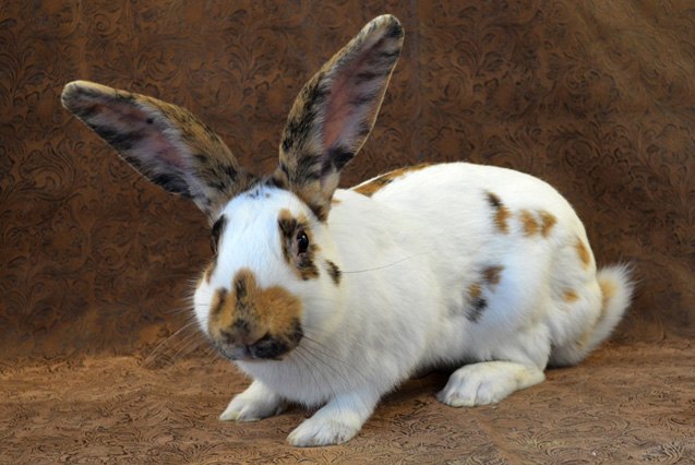 rhinelander rabbit