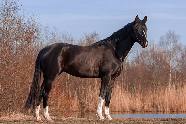 trakehner horse