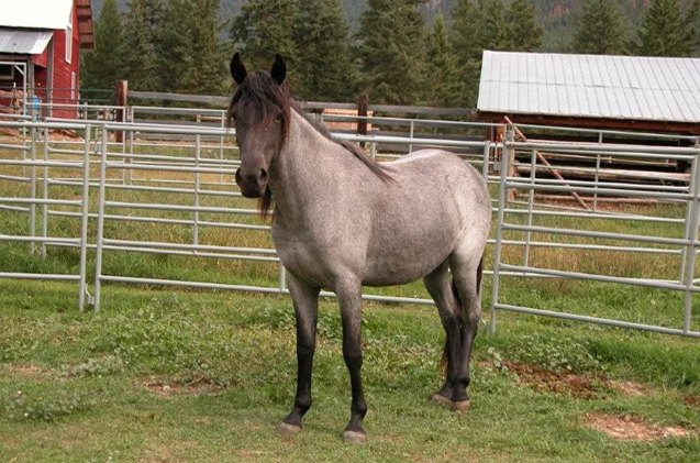 kentucky mountain saddle horse