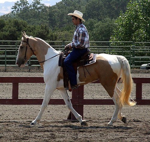 spotted saddle horse