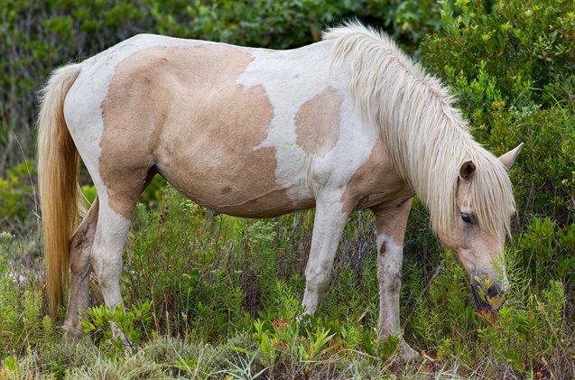 chincoteague pony