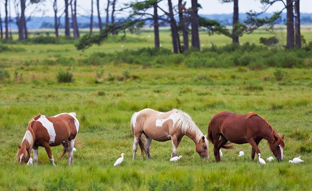 chincoteague pony