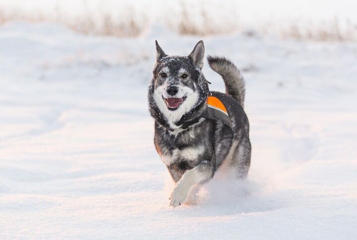 swedish elkhound