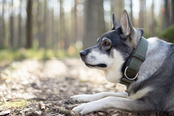 swedish elkhound