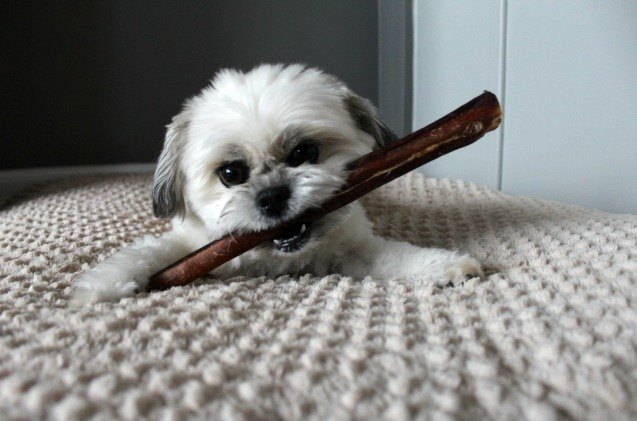 oscar takes a bite out of best bully sticks