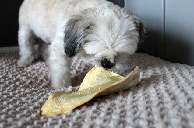 oscar takes a bite out of best bully sticks