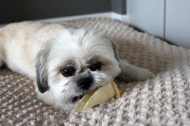 oscar takes a bite out of best bully sticks