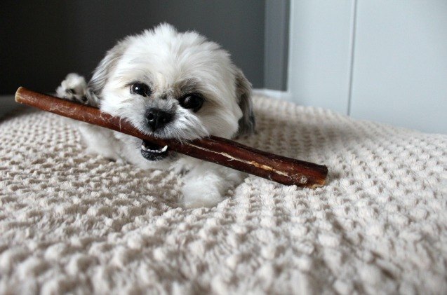 oscar takes a bite out of best bully sticks