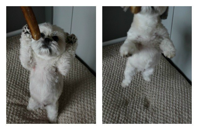 oscar takes a bite out of best bully sticks