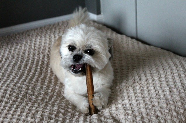 oscar takes a bite out of best bully sticks