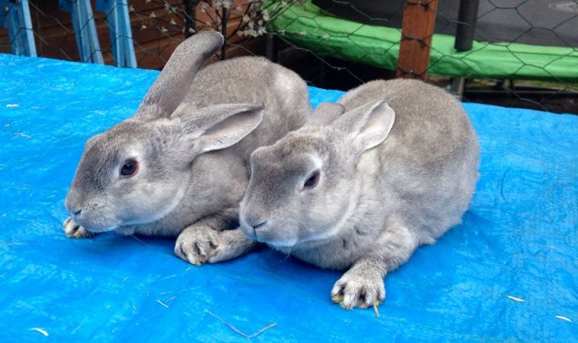 standard chinchilla rabbit