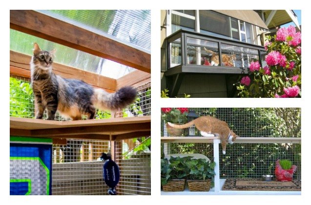 5 cat ravagant perks of an outdoor catio