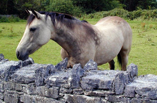 connemara pony