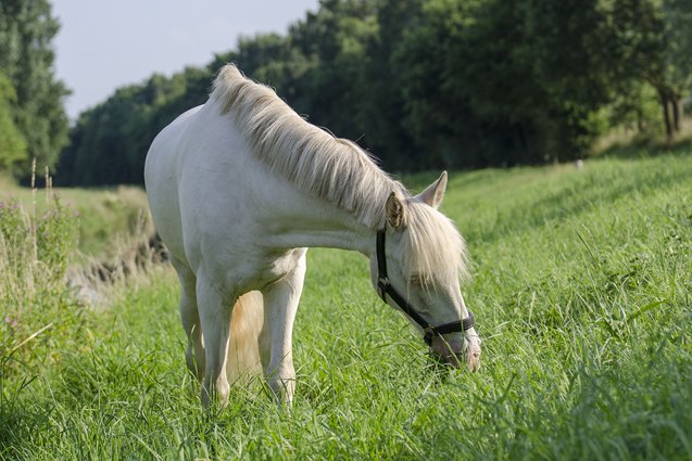 connemara pony