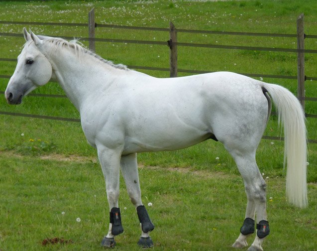 anglo arabian horse