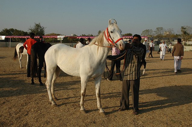 kathiawari horse