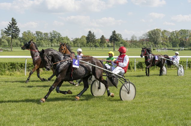 french trotter horse