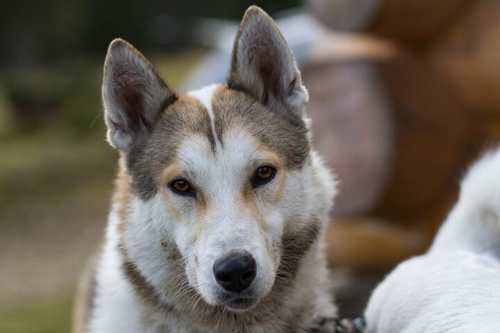 east siberian laika