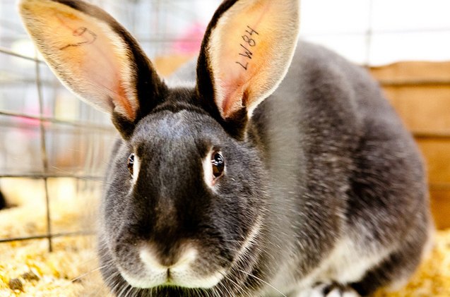 silver marten rabbit