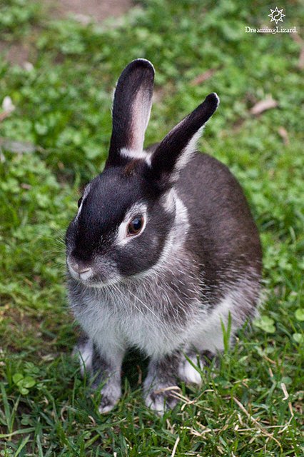 silver marten rabbit